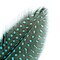 John Bead 6-9in Guinea Fowl Quill Feathers, 3 Headers (10ct.)